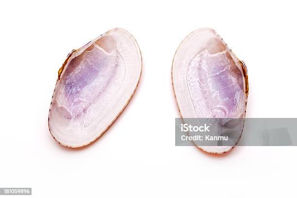 Sea Shells Stock Photo - Download Image Now - Animal Shell, Beauty, Beauty In Nature