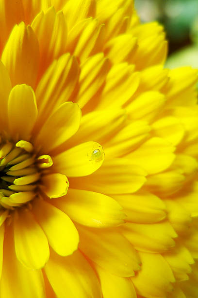 bug su un fiore giallo - perfection gerbera daisy single flower flower foto e immagini stock