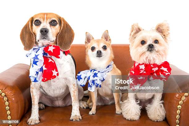 愛国心犬 3 - 犬のストックフォトや画像を多数ご用意 - 犬, アメリカ国旗, アメリカ独立記念日