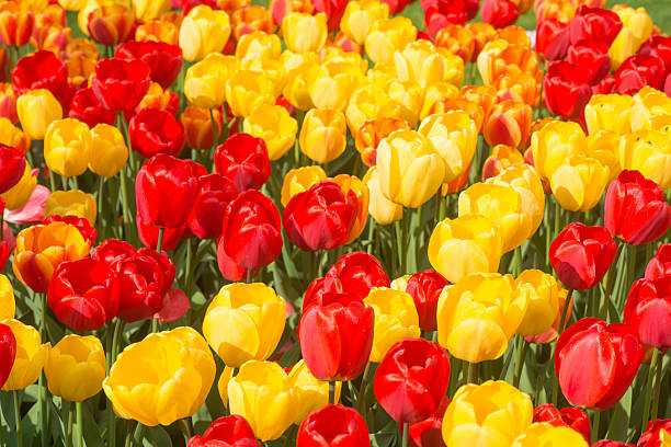istock yellow and red tulips field background 181060125