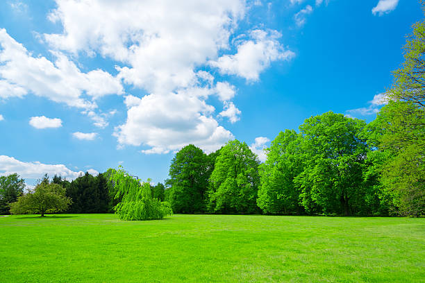 istock Beautiful spring landscape of green trees and grass 181060247