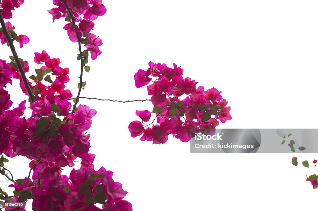 Buganvilia Branch - Foto de stock de Abundancia libre de derechos