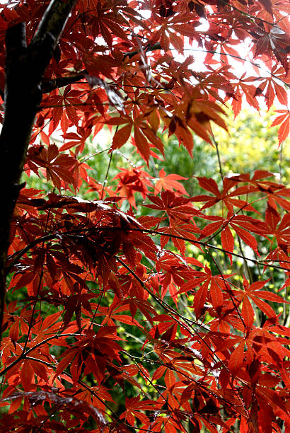 Japanese maple tree in Fall stock photo