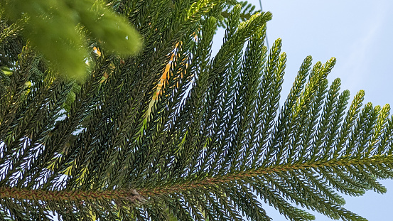 close up of Araucaria heterophylla leaves