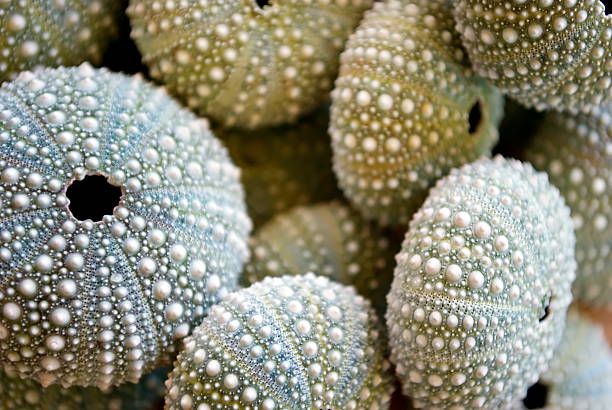 istock Kina - NZ Sea Urchin (Evechinus Chloroticus) 181060393