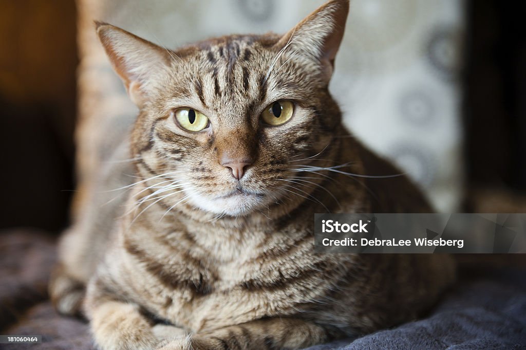 Kitty gato - Foto de stock de Adulto maduro royalty-free