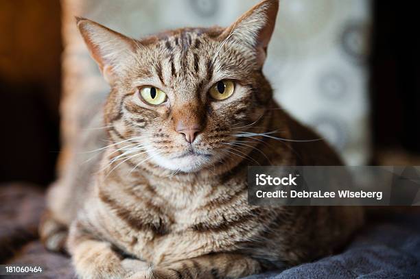 Foto de Kitty Gato e mais fotos de stock de Adulto maduro - Adulto maduro, Animal, Animal de estimação