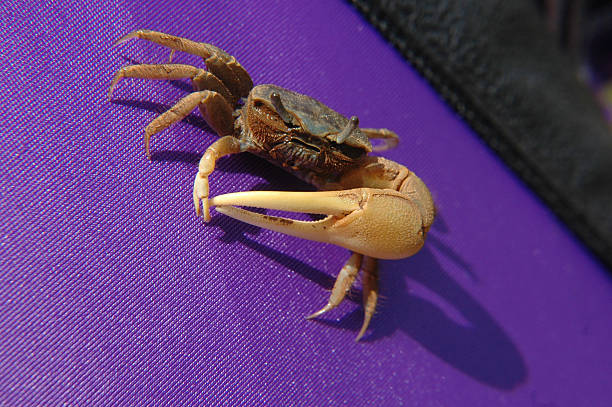 Crab stock photo