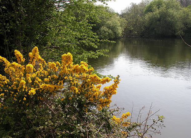 Gorse bush by a lake. stock photo