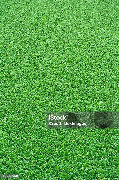 Vegetación Verde Foto de stock y más banco de imágenes de Aire libre - Aire libre, Belleza de la naturaleza, Botánica