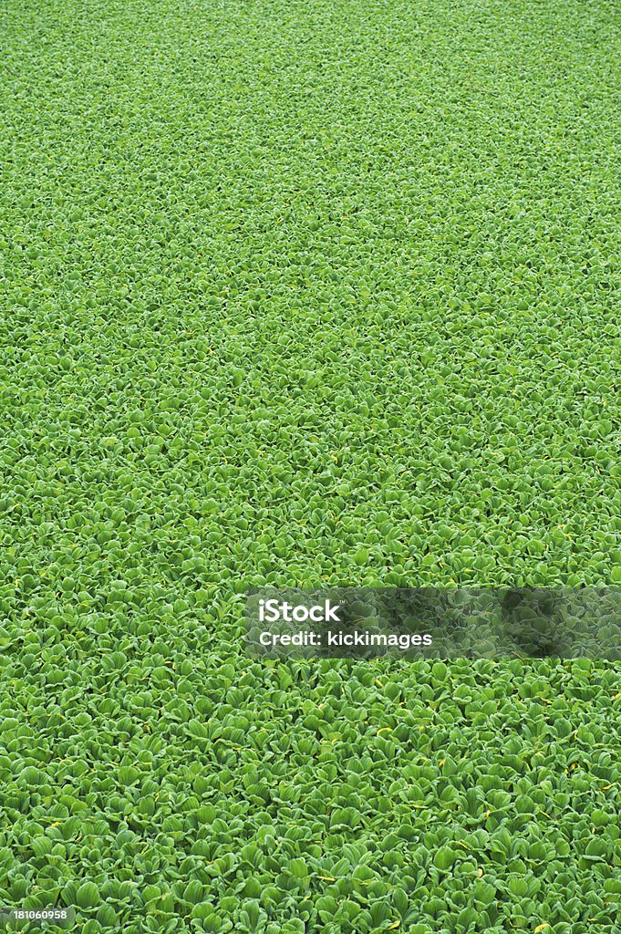 Verde da vegetação - Royalty-free Ao Ar Livre Foto de stock