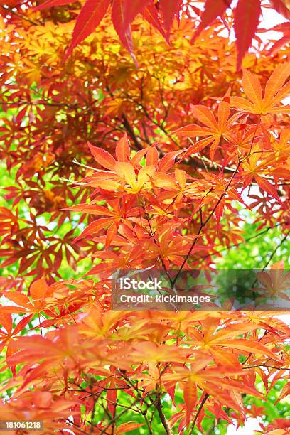 Folhas De Outono - Fotografias de stock e mais imagens de Abstrato - Abstrato, Ao Ar Livre, Arbusto