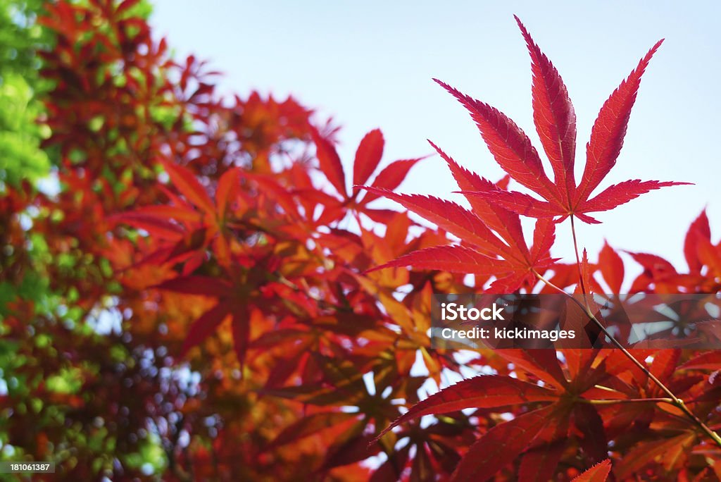 Red Leaves Autumn bright red maple leaves against blue sky, selective focus. Abstract Stock Photo