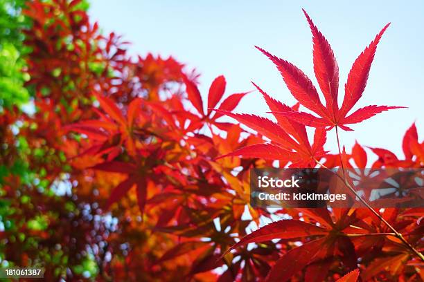 Red Leaves Stock Photo - Download Image Now - Abstract, Autumn, Backgrounds
