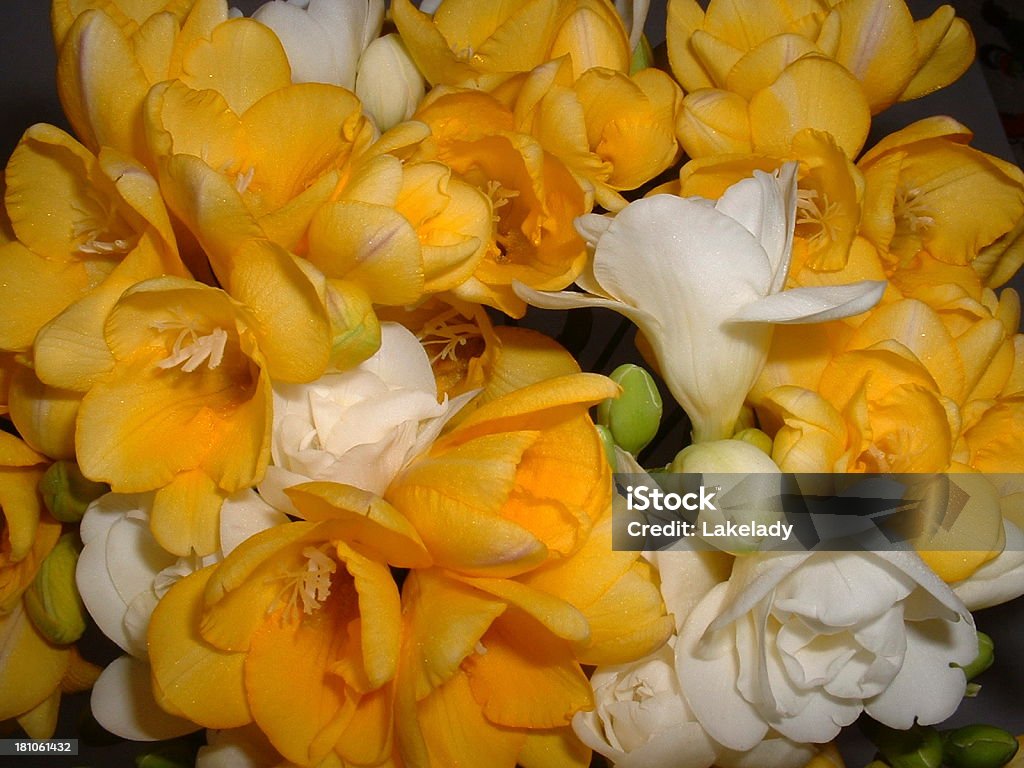 Freesia - Foto de stock de Amarelo royalty-free