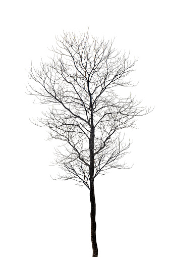 Tree with dried twigs isolated over a white background