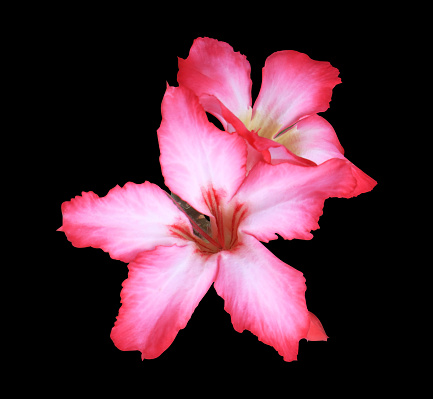 Adenium obesum or  Desert rose, Mock Azalea or Pinkbignonia or Impala lily flowers. Close up pink small flowers bouquet isolated on white background.