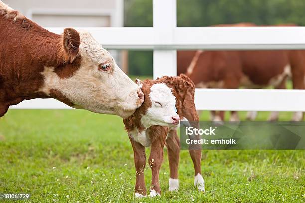 Brown Spotted Cow And Calf On A Lush Green Field In Hereford Stock Photo - Download Image Now