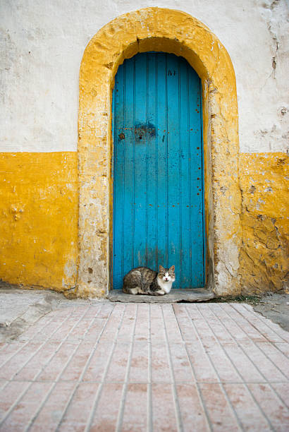 istock Cat Sits Under Yellow Arched Doorway Blue Door 181061871