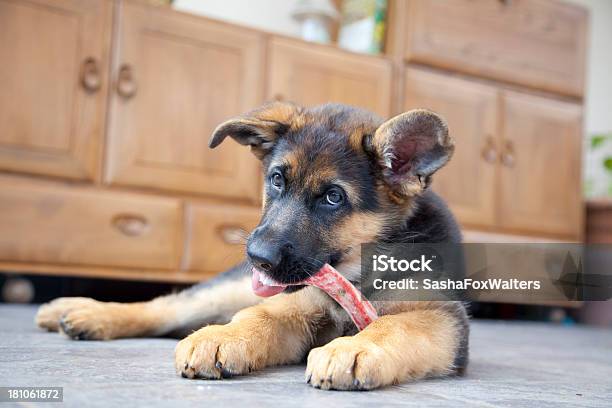 Deutscher Schäferhund Welpe Stockfoto und mehr Bilder von Deutscher Schäferhund - Deutscher Schäferhund, Domestizierte Tiere, Einzelnes Tier