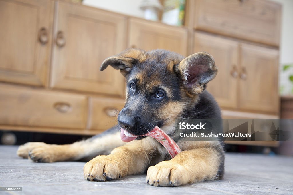 ドイツ羊飼い子犬 - イヌ科のロイヤリティフリーストックフォト