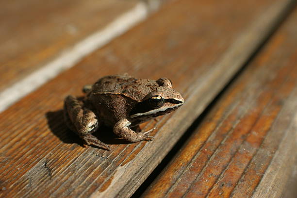 ropucha - frogger zdjęcia i obrazy z banku zdjęć