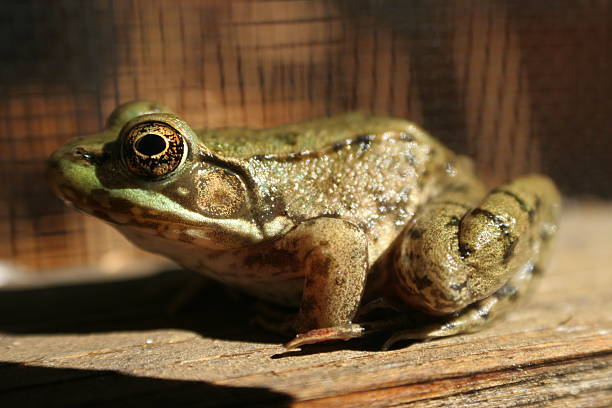 żaba - frogger zdjęcia i obrazy z banku zdjęć