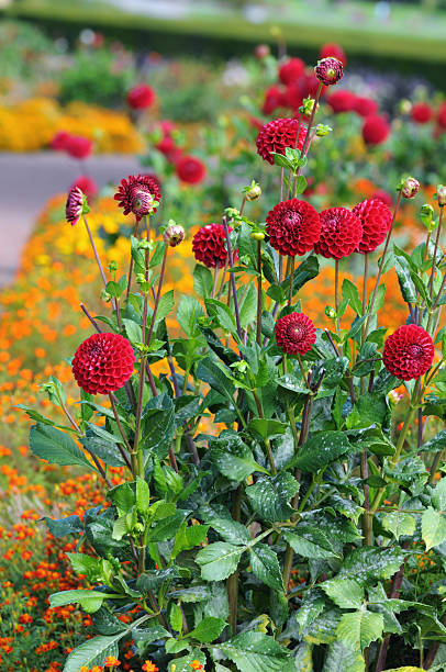 group of red orange dahlia in a garden. Powdery mildew on leaves.See also my other dahlia images: