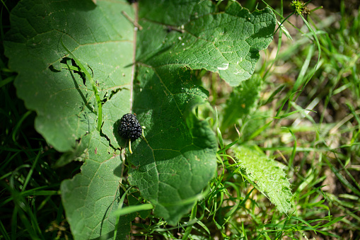 A fresh blackberry that just fell onto a leaf. This image captures the vibrant colors and natural beauty of a plump blackberry resting on a leaf, ready to be enjoyed.