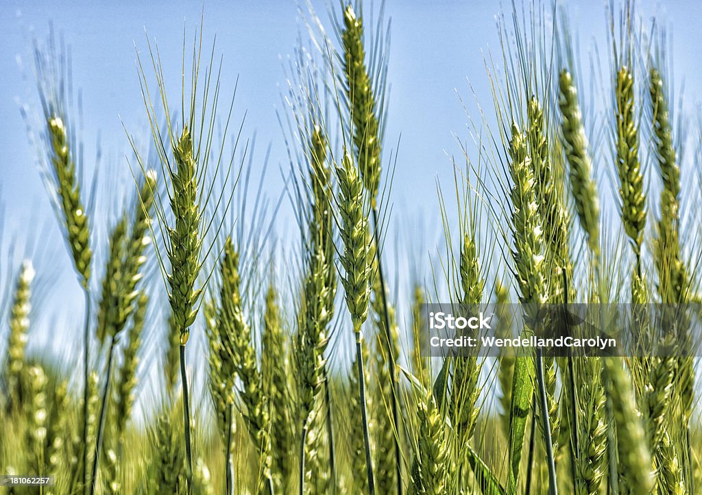 Di grano In crescita In tarda primavera - Foto stock royalty-free di Agricoltura