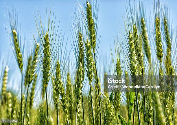 Di Grano In Crescita In Tarda Primavera - Fotografie stock e altre immagini di Agricoltura - Agricoltura, Ambientazione esterna, Blu