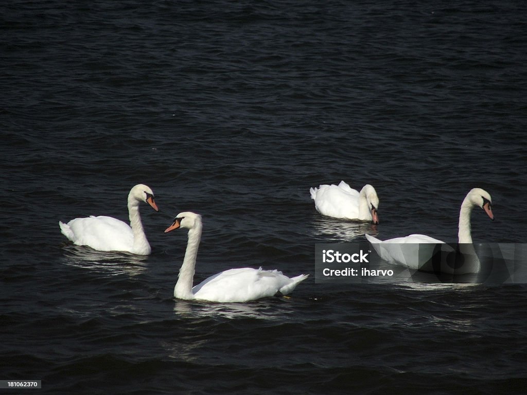 Em preto e branco - Foto de stock de Animal royalty-free