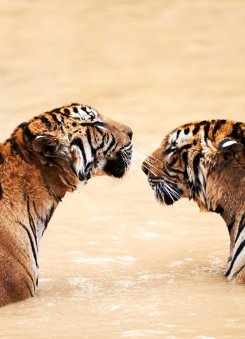 Two tigers in a dam facing eachother