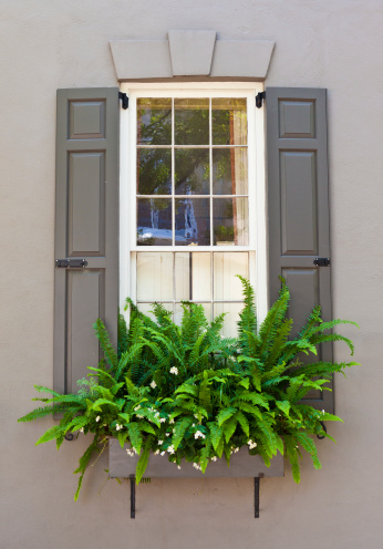 Window With Ferns From A Charleston, South Carolina Home.