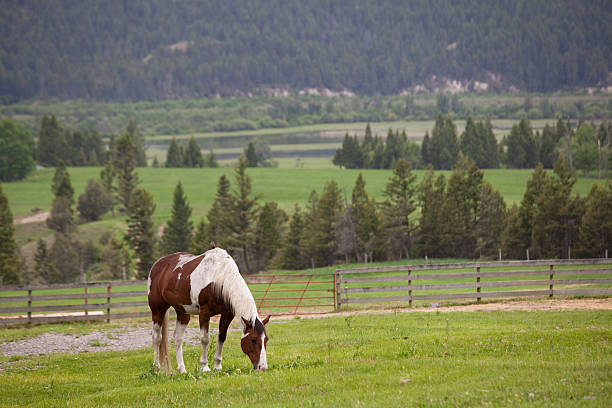The grass is alsways greener on the other side, grazing horse eating through a fence