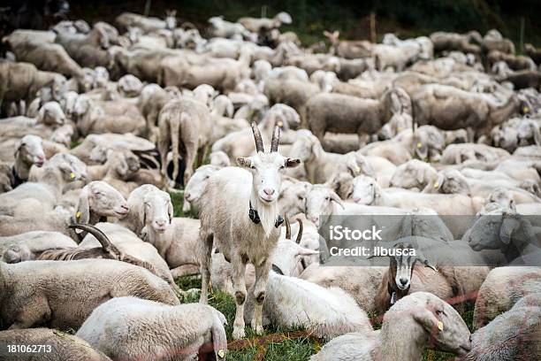 Gregge Di Pecore E Capre - Fotografie stock e altre immagini di Animale - Animale, Bestiame, Capra - Ungulato