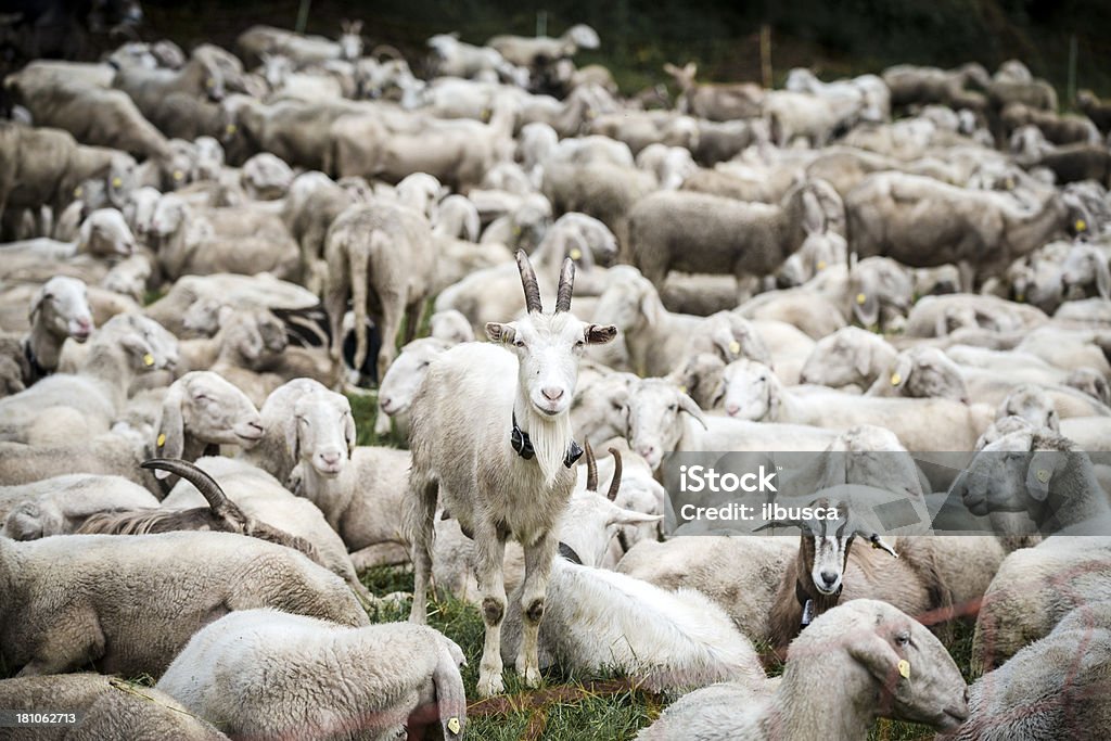 Отара овец и козлов - Стоковые фото Без людей роялти-фри