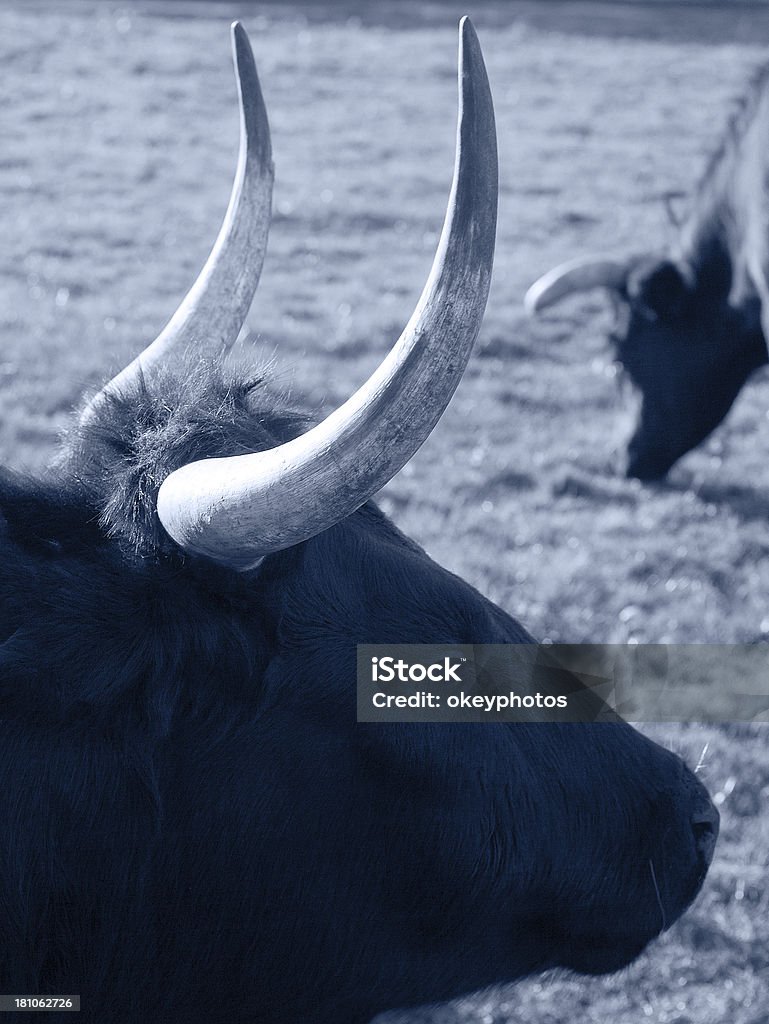 Nero longhorn i bovini maschi - Foto stock royalty-free di Agricoltura