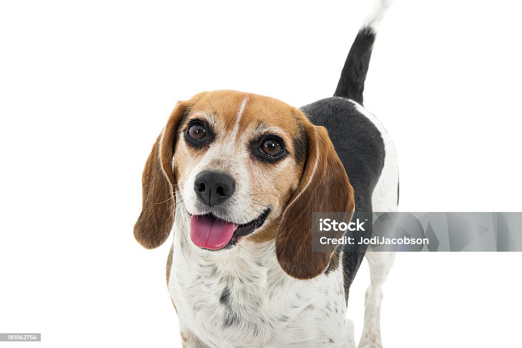 Lindo cachorro beagle contra um fundo branco - Foto de stock de Cauda royalty-free