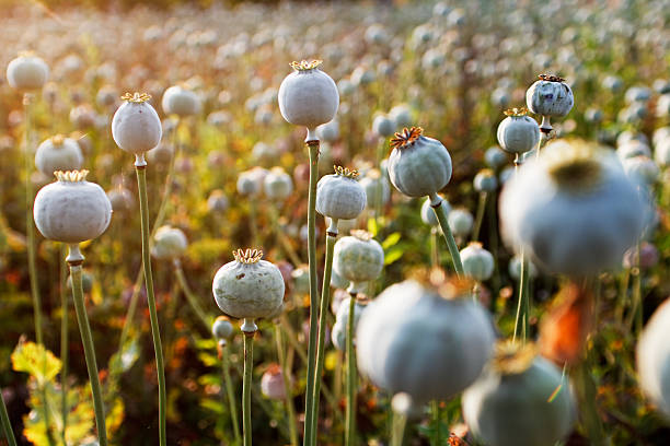 Poppy seed capsules Poppy seed capsules field opium poppy stock pictures, royalty-free photos & images