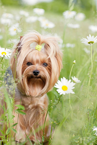 istock Yorkshire Terrier Dog in a Field of Daisies 181063113