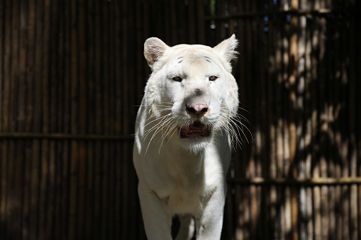 White tiger in close up