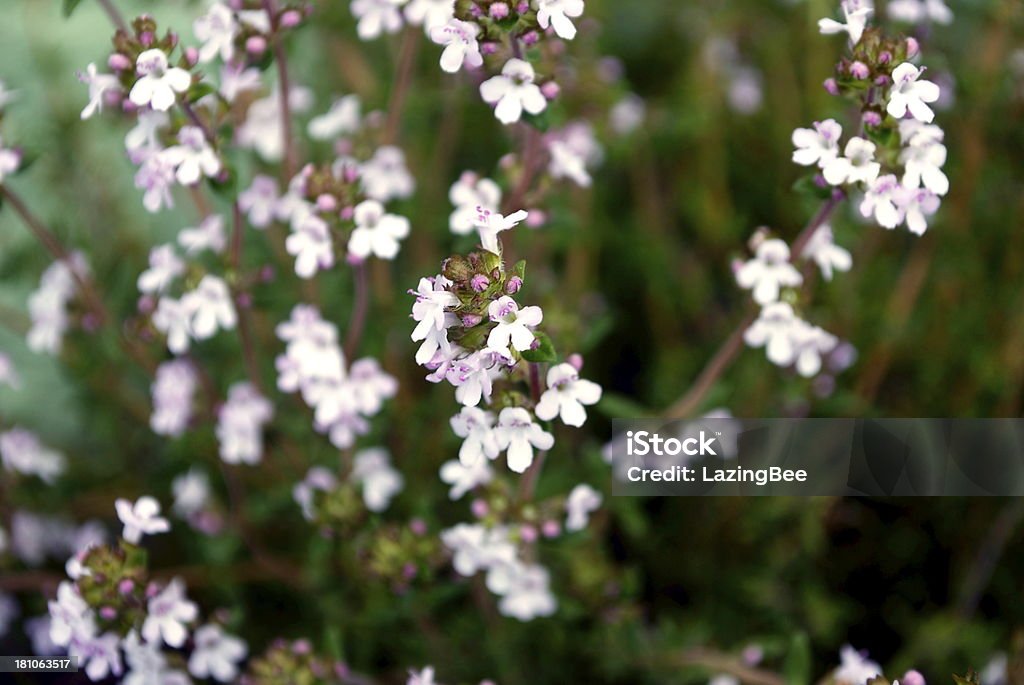 Thyme Blumen - Lizenzfrei Bildhintergrund Stock-Foto