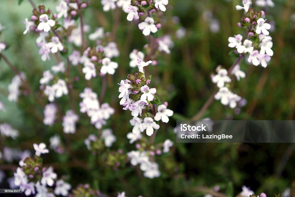Тимьян цветы - Стоковые фото Атрибут растения роялти-фри