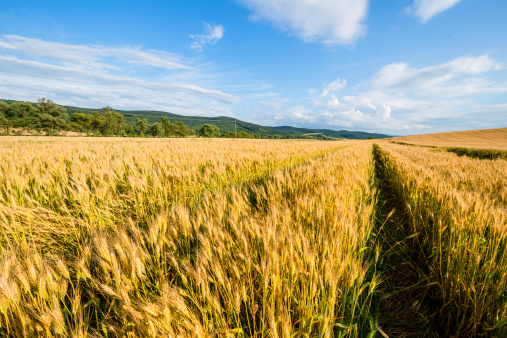 outdoor wheat field
