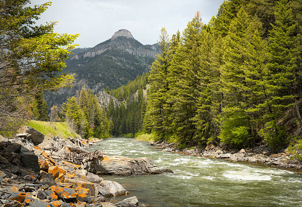 gallatin river, montana - montana summer usa color image stock-fotos und bilder