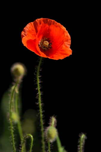 Poppy, Papaver rhoeas (common names include corn poppy, corn rose, field poppy, Flanders poppy, red poppy, red weed, coquelicot, and, due to its odour, which is said to cause them, as headache and headwark) is a species of flowering plant in the poppy family, Papaveraceae.