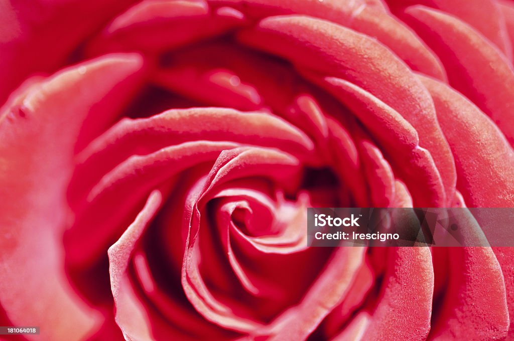Rosa vermelha - Royalty-free Abstrato Foto de stock