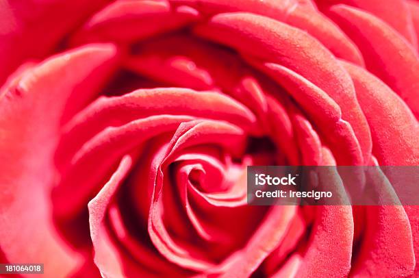 Rosa Vermelha - Fotografias de stock e mais imagens de Abstrato - Abstrato, Acender, Beleza natural