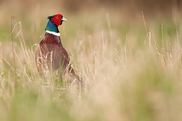 Photo of Pheasant